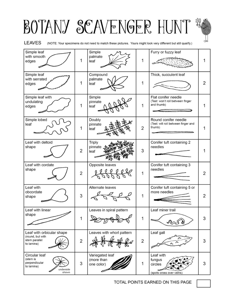 Botany Scavenger Hunt