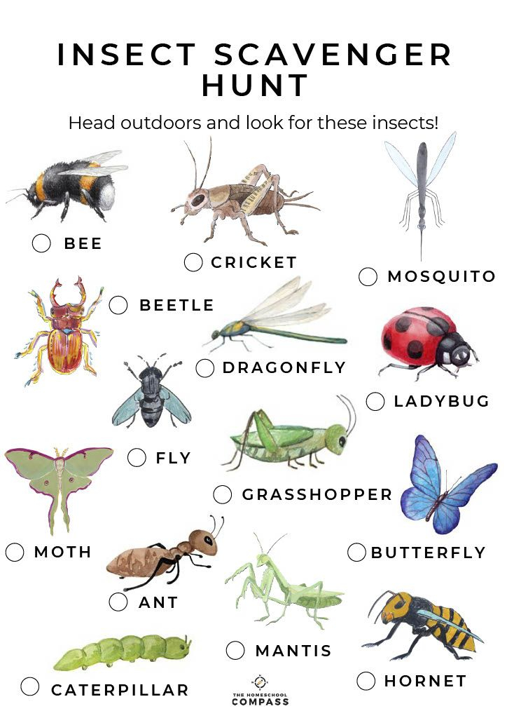 FREE Insect Scavenger Hunt Printable Insect Activities Insects 