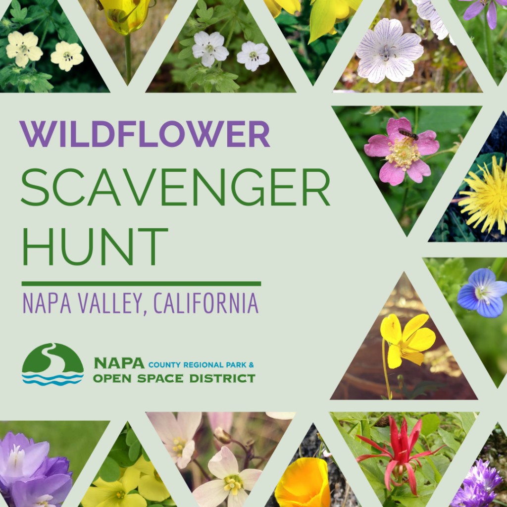 Wildflower Scavenger Hunt Napa Outdoors